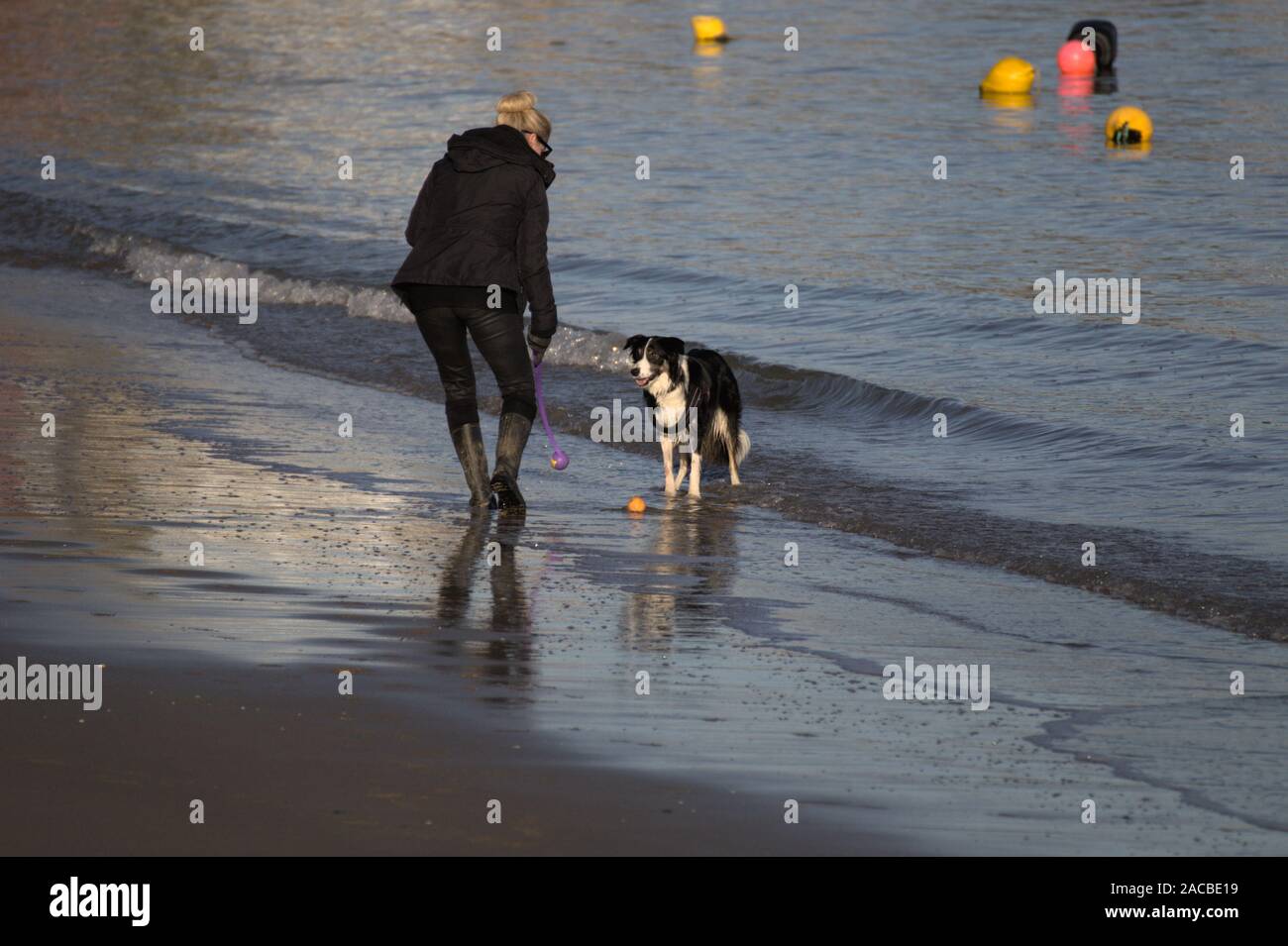 New Quay Ceredigion Wales/UK am 29. November 2019: Hund spazieren und Spielen mit einem Tennisball fetch der Strand am Meer. Stockfoto