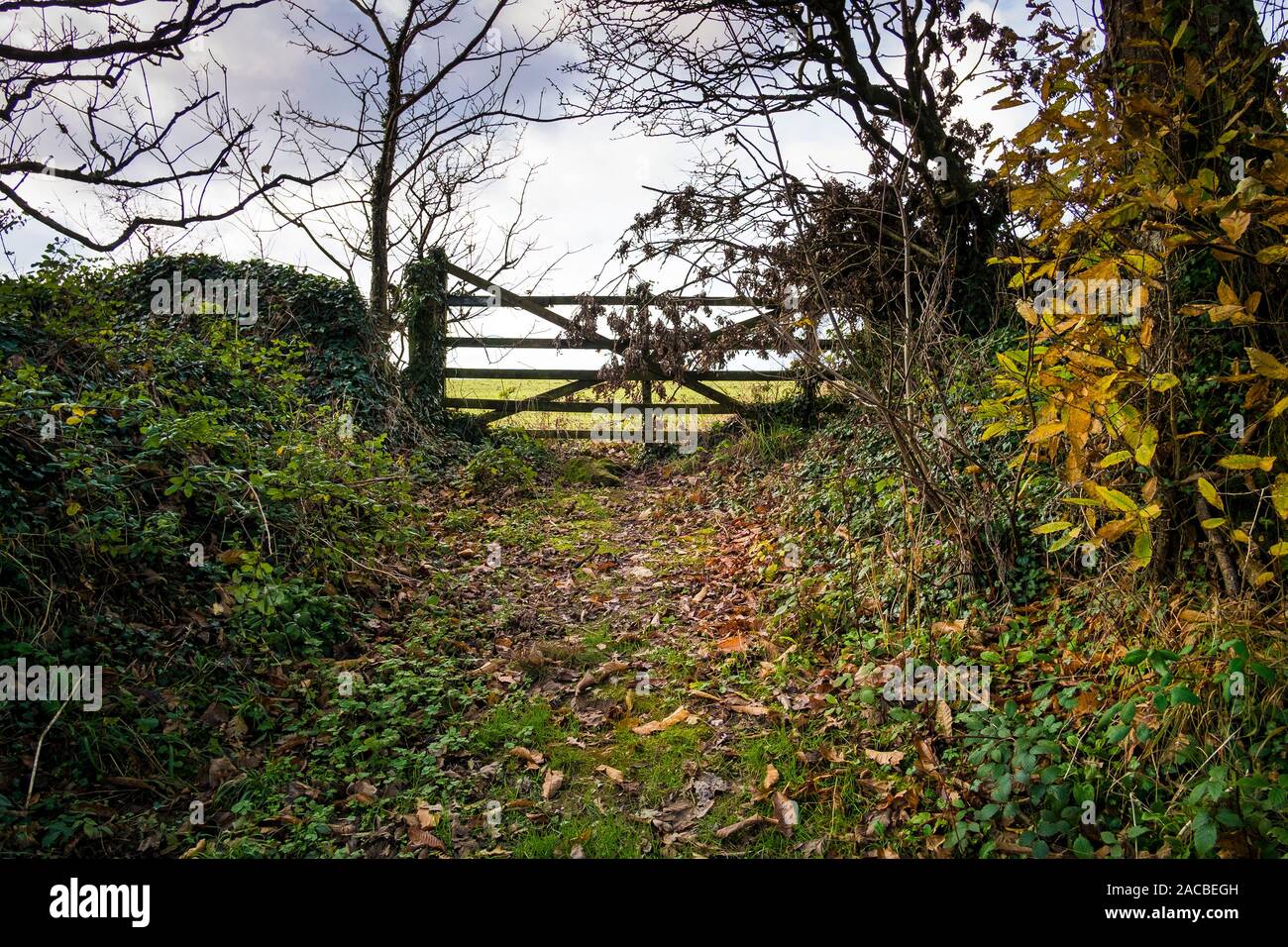 Ein 5 Bar hölzerne Tor in Colan Woods, der überwucherte Gelände des historischen Tanne Hill Manor in Colan Pfarrei in Newquay in Cornwall. Stockfoto
