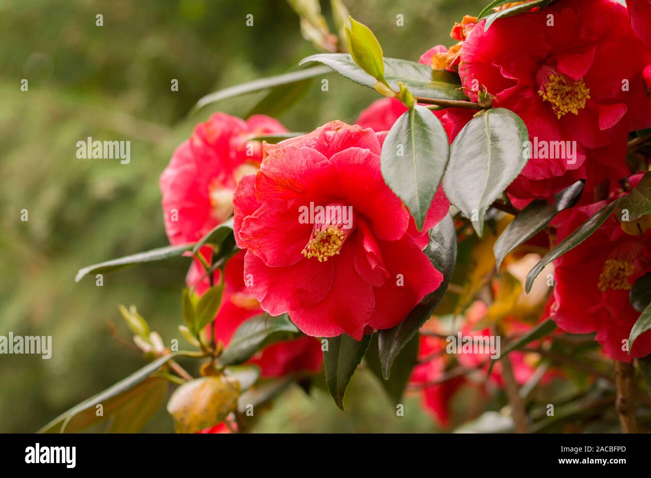 Rosa Camellia japonica Blume, den Zaren. Im Botanischen Garten Berlin-Dahlem, Deutschland Stockfoto