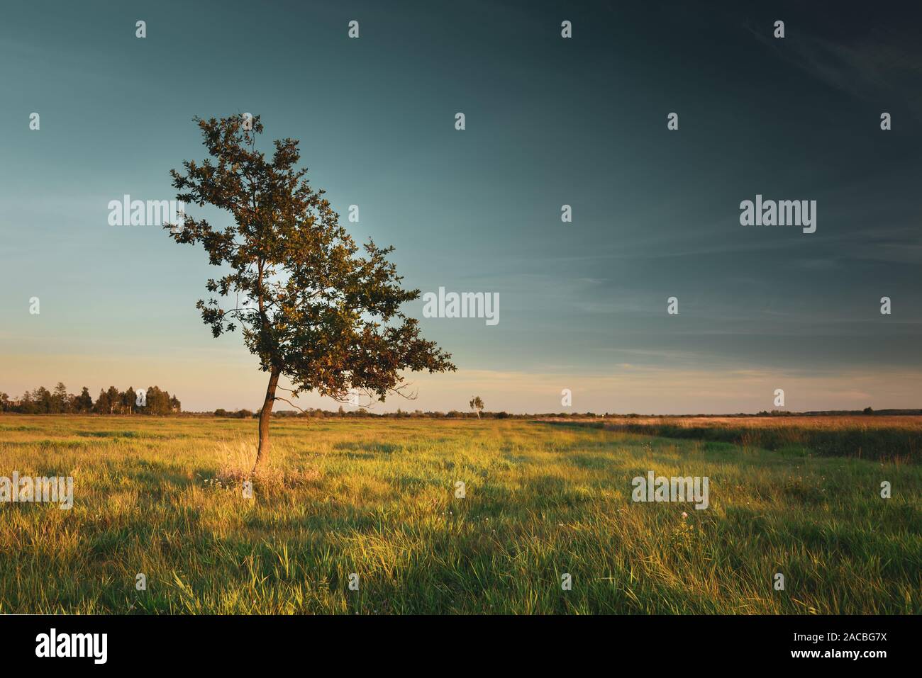 Lonely Laubbaum wächst in der Wiese, Abendhimmel Stockfoto