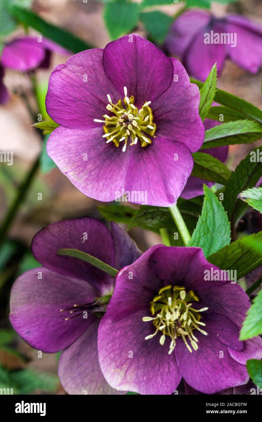 Red Nieswurz Helleborus 'Washfield Double" Stockfoto