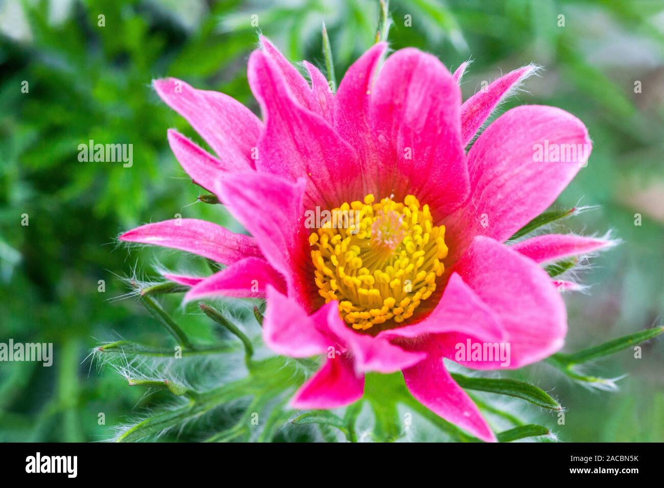 Rosa Pasque Blume Pulsatilla vulgaris 'Papageno' rosa Blume aus nächster Nähe Stockfoto