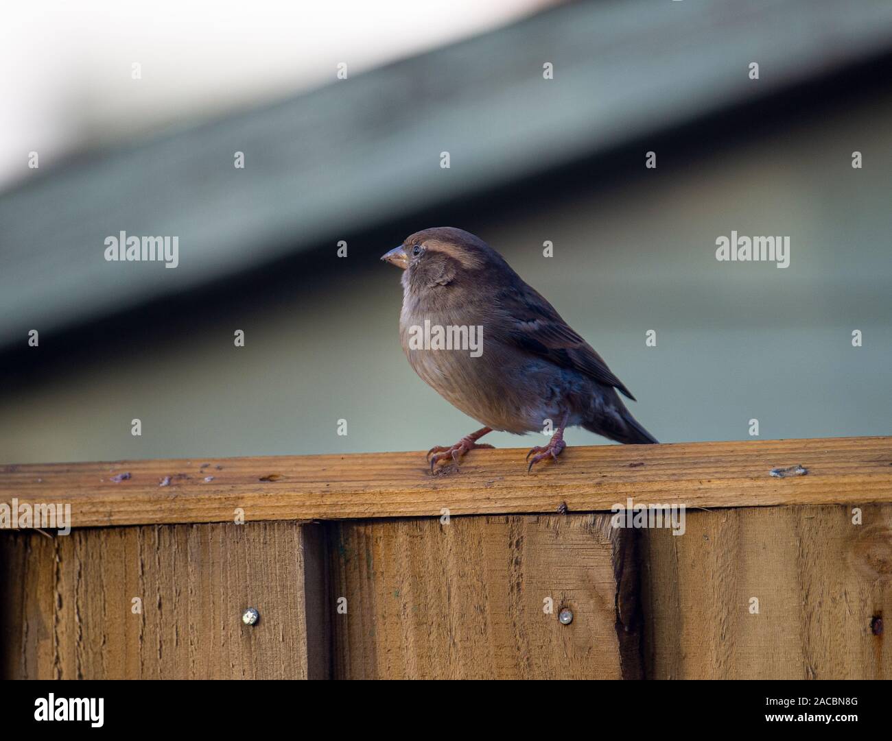 Eine weibliche Haussperling Hocken auf einem Zaun Panel auf der Suche nach Nahrung in einem Garten in Alsager Cheshire England Vereinigtes Königreich Großbritannien Stockfoto
