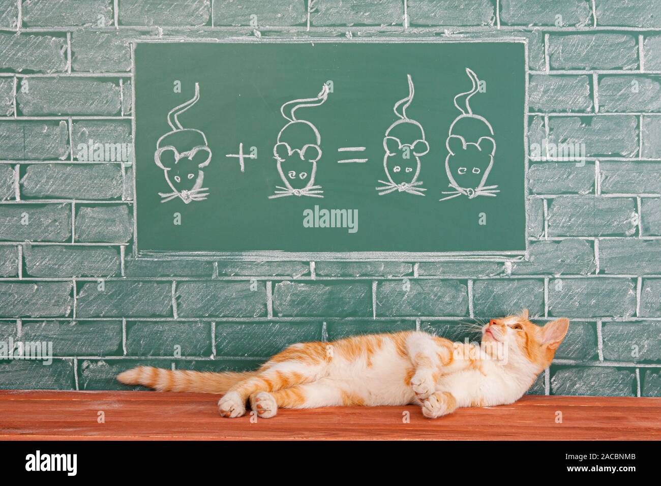 Red cat studieren die Wissenschaft von der Jagd mit Hilfe der mathematischen Beispiele. Pädagogische witz Idee Stockfoto