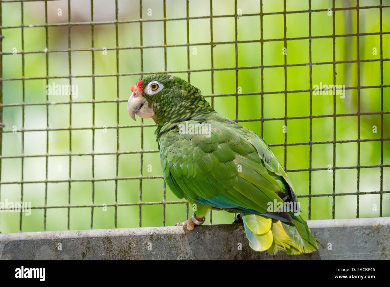 Puerto Rican Papagei (Amazona vittata), einer vom Aussterben bedrohten Vogelarten, bei Erhaltung der Zucht, El Yunque National Forest, Puerto Rico Stockfoto