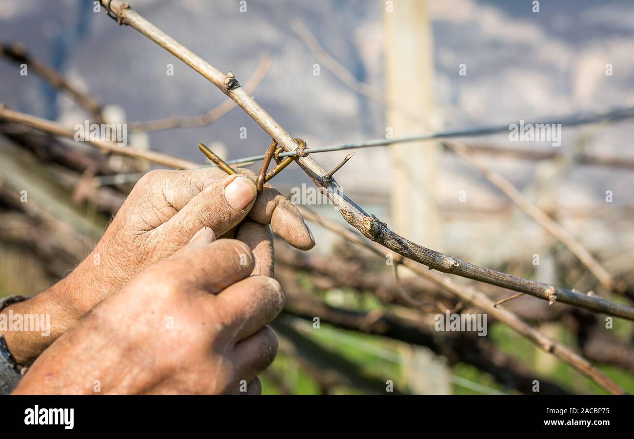 In den Reben festbinden: Der Winzer befestigt die Stöcke an den Drähten. Dies hilft, das Pflanzenwachstum zu kanalisieren und sie zu ermutigen, Früchte zu entwickeln - Italien Stockfoto
