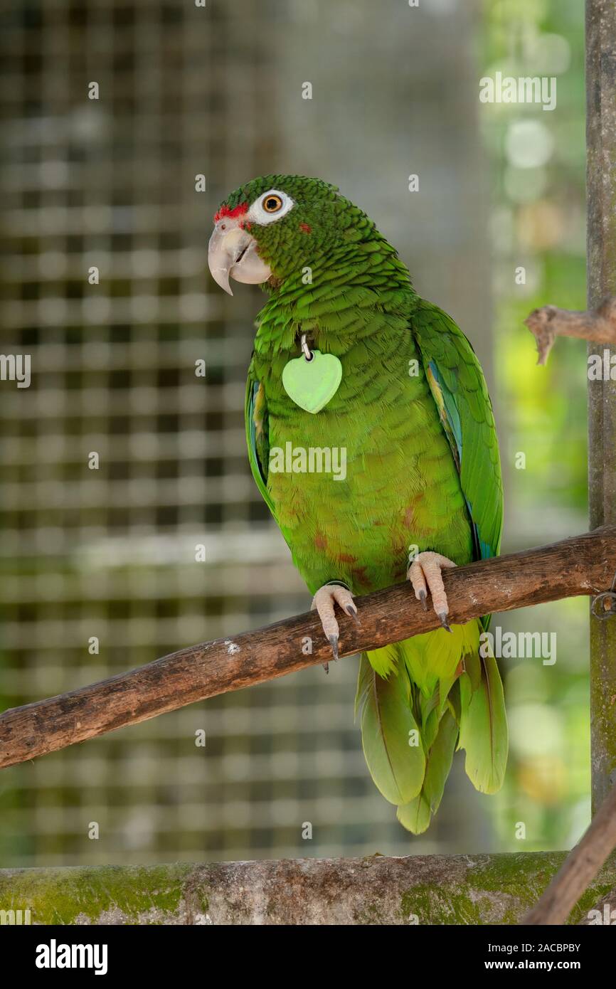 Puerto Rican Papagei (Amazona vittata), einer vom Aussterben bedrohten Vogelarten, bei Erhaltung der Zucht, El Yunque National Forest, Puerto Rico Stockfoto