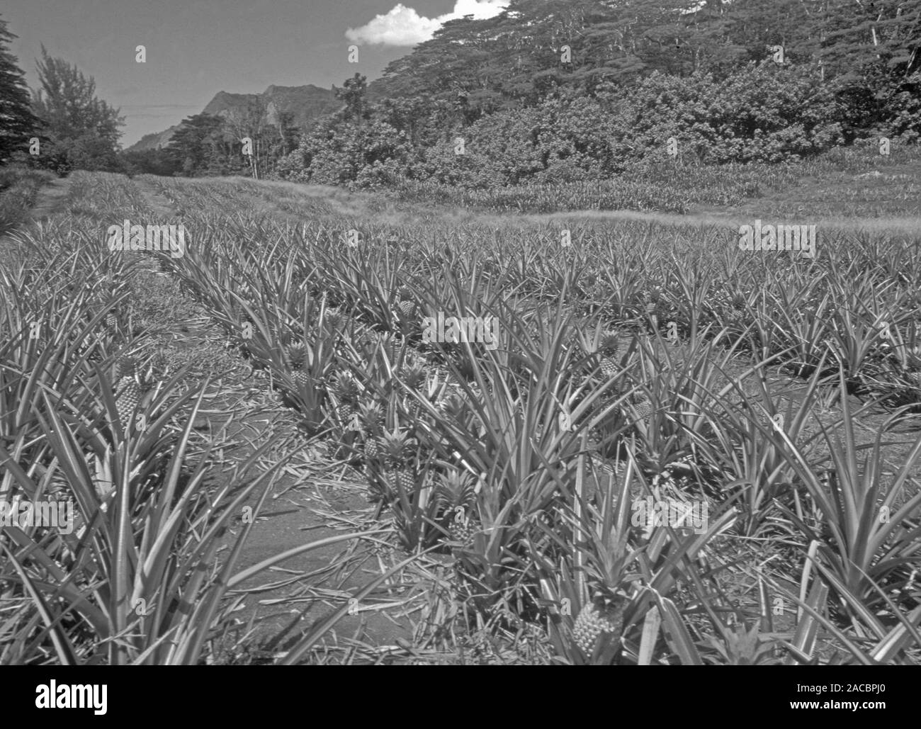 Französisch Polynesien: Ananas Plantage auf Tahiti und Moorea Inseln Stockfoto