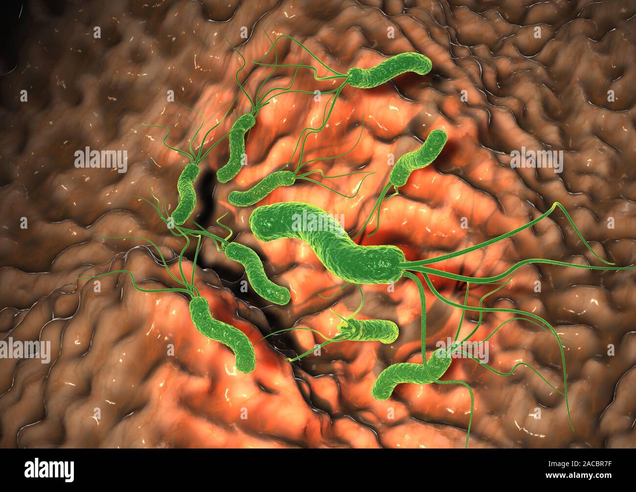 3D-Abbildung: Helicobacter pylori Bakterien schädlich Schleimschicht, Gastritis Stockfoto