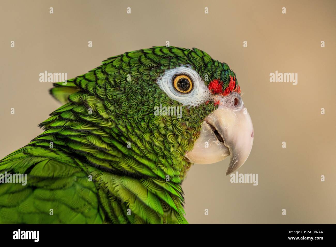 Puerto Rican Papagei (Amazona vittata), einer vom Aussterben bedrohten Vogelarten, bei Erhaltung der Zucht, El Yunque National Forest, Puerto Rico Stockfoto