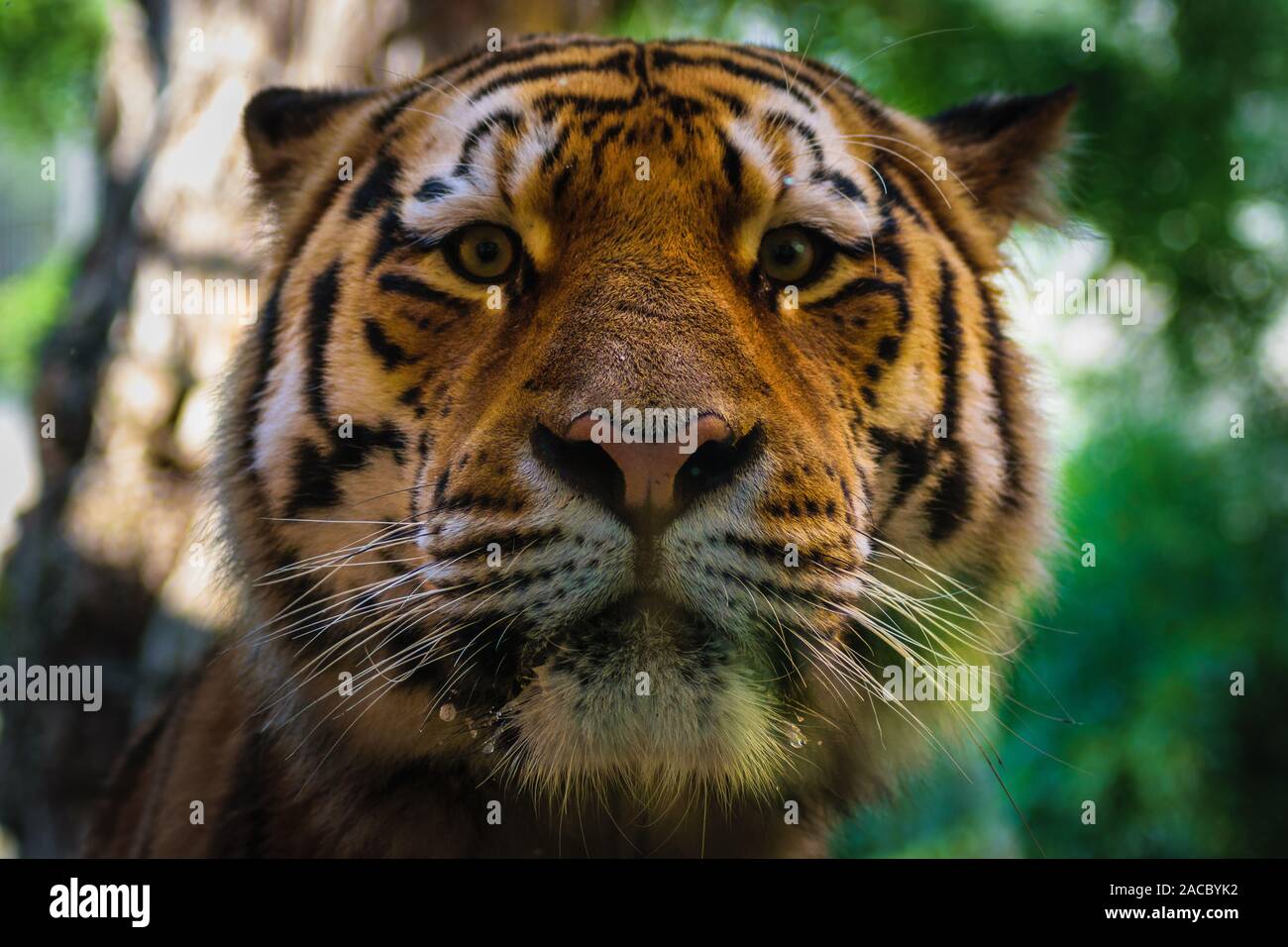Big Tiger Gesicht Porträt Nahaufnahme Stockfoto