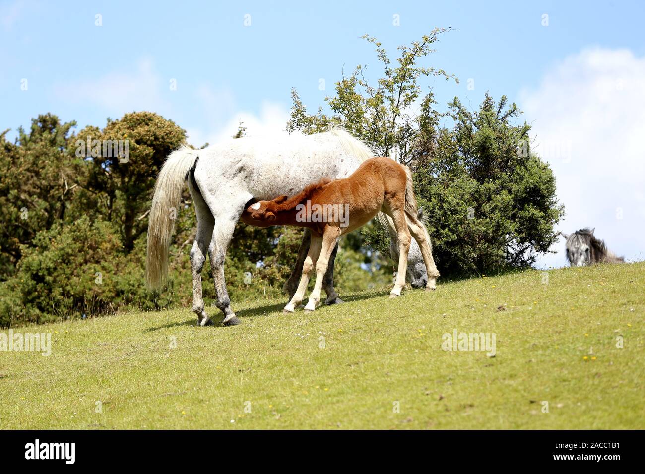 New Forest pony Fohlen säugen Stockfoto