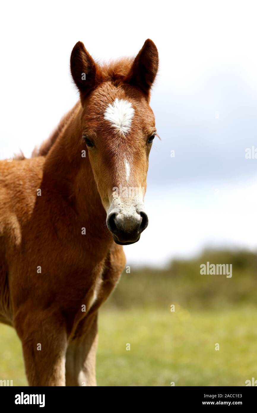 Porträt eines neuen Waldschäfens Stockfoto