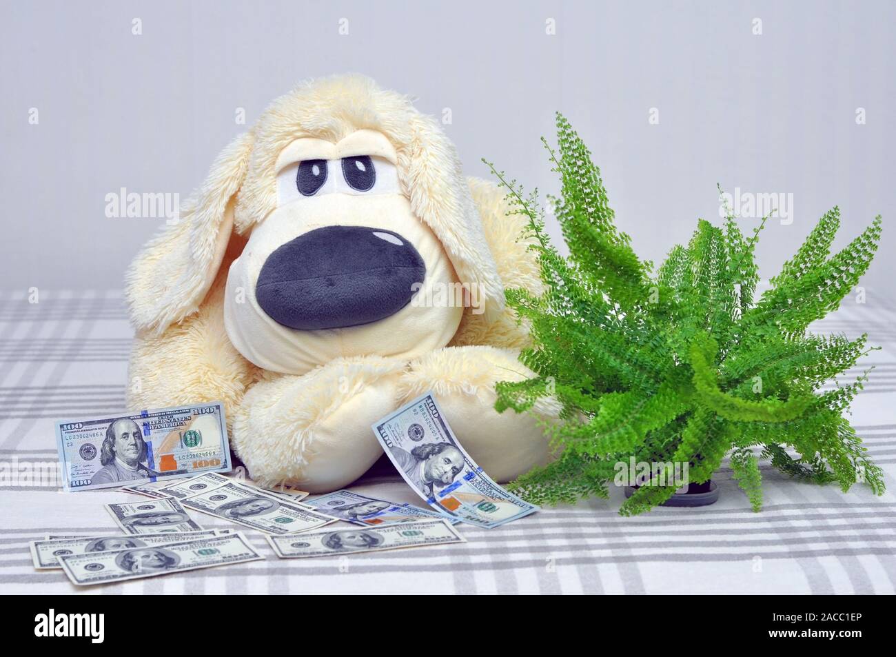Ein weisser Hund und in der Nähe des grünen Topfpflanzen Blume und US-Dollar. Konzept Stockfoto