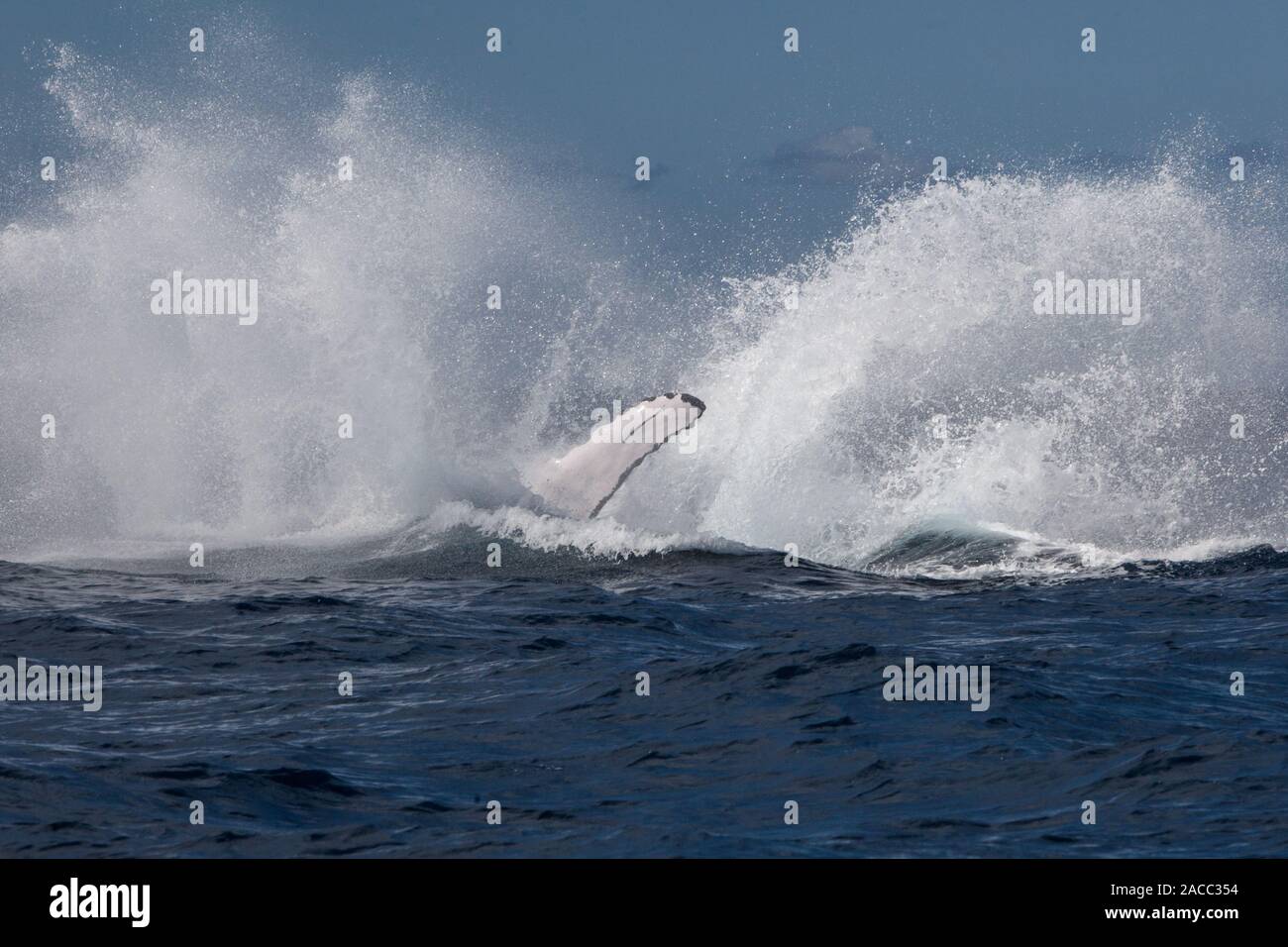 Ein Buckelwal, Megaptera novaeangliae, stürzt zurück in das Karibische Meer. Der atlantischen Bevölkerung ist als gefährdete Arten aufgeführt. Stockfoto