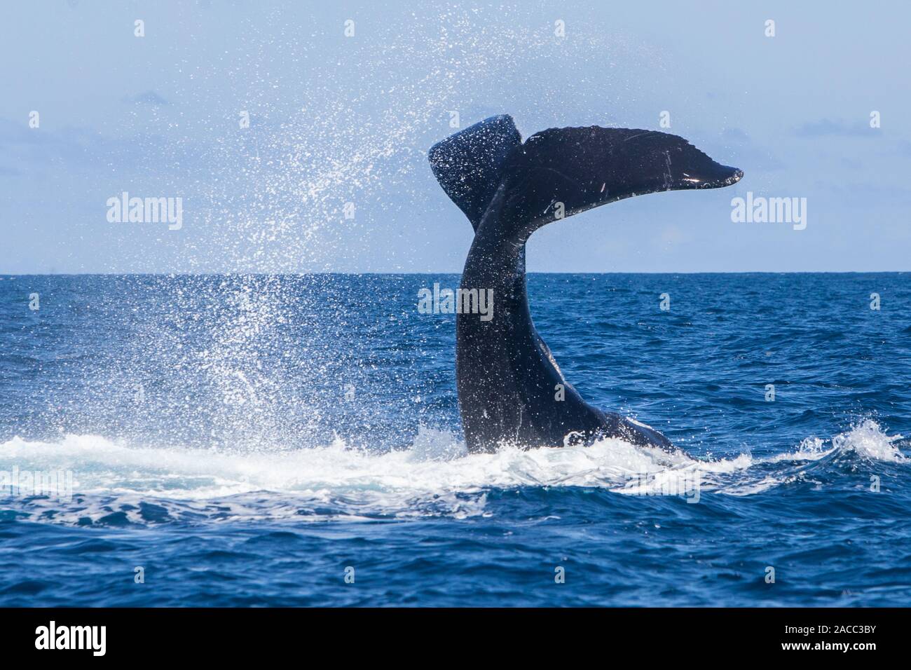 Ein Buckelwal, Megaptera novaeangliae, wirft seine Fluke aus der Karibischen Meer. Der atlantischen Bevölkerung ist als gefährdete Arten aufgeführt. Stockfoto