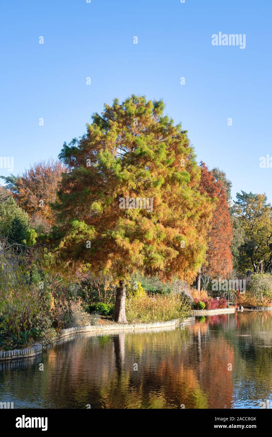 Distichum Taxodium distichum 'Wisley Flamme". Swamp Cypress Wisley Flamme Baum "Ändern der Farbe im Herbst an der RHS Wisley Gardens, Surrey, Großbritannien Stockfoto