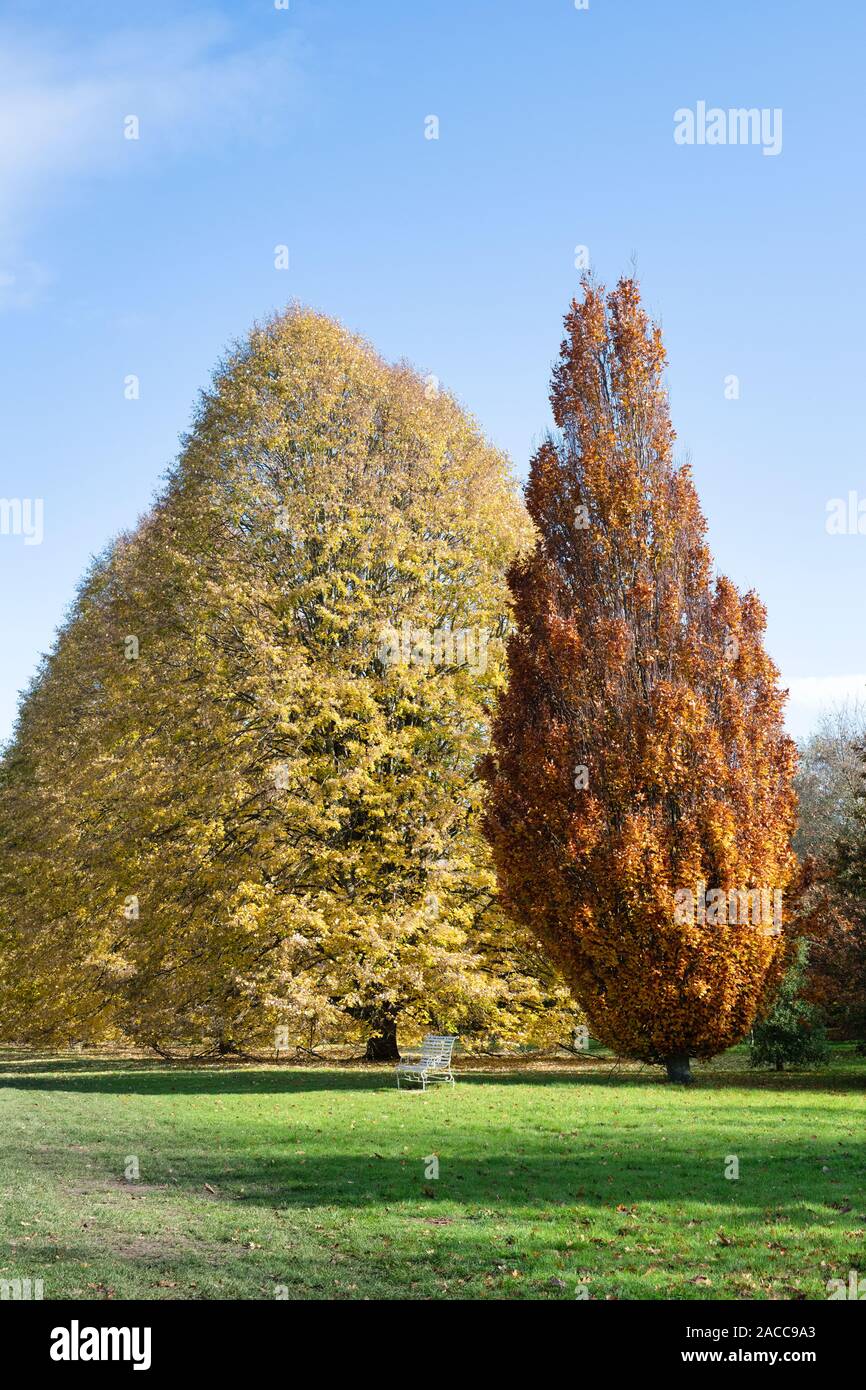 Tilia tomentosa. Silver Lime Tree Laub im Herbst an der RHS Wisley Gardens, Surrey, England Stockfoto