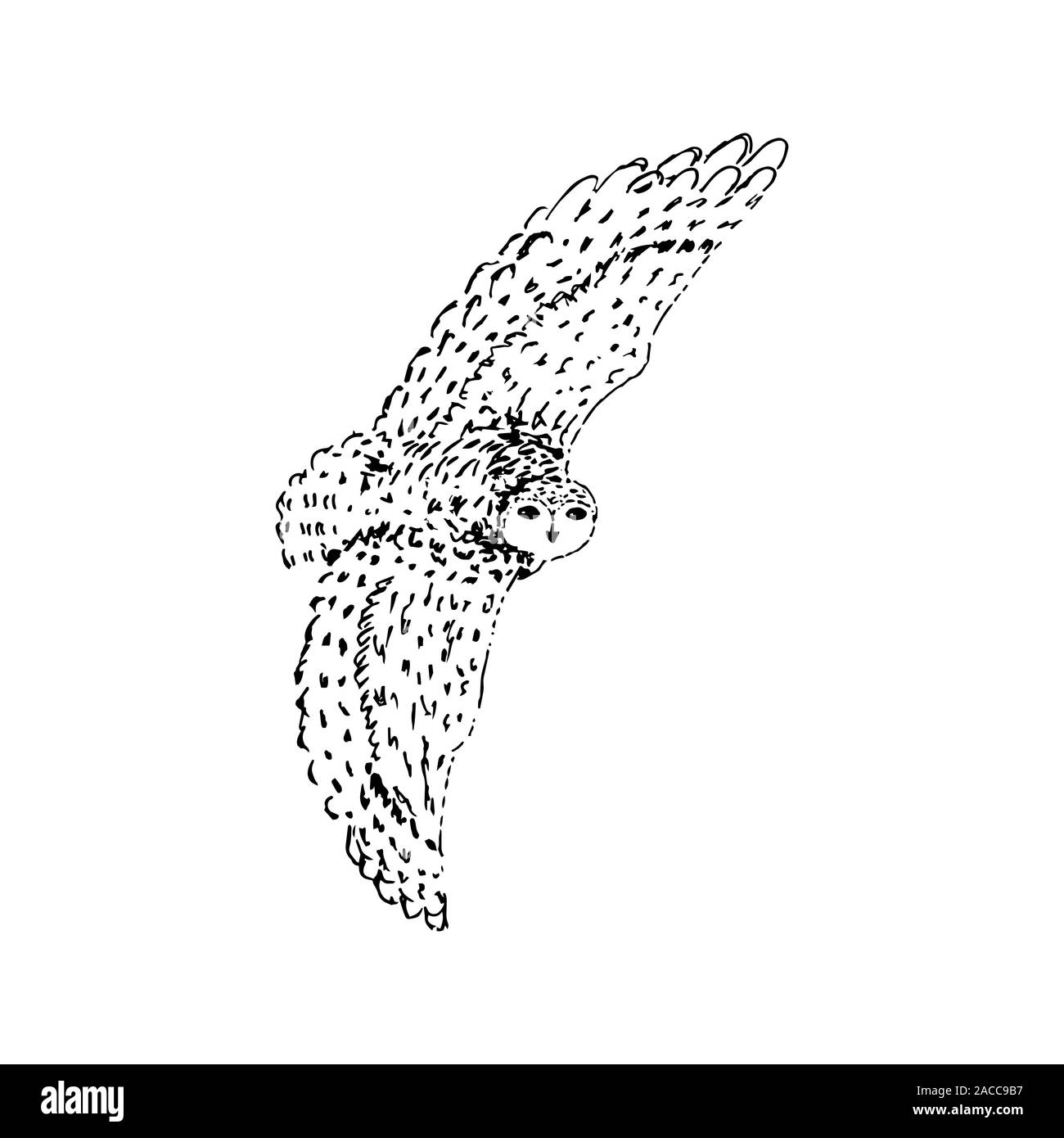 Polar Arctic White Owl. Schwarzer Umriss auf weißem Hintergrund. Bild kann in Grußkarten, Poster, Flyer, Banner, Logo verwendet werden, die weitere Gestaltung etc. Vector Illustration. EPS 10. Stock Vektor