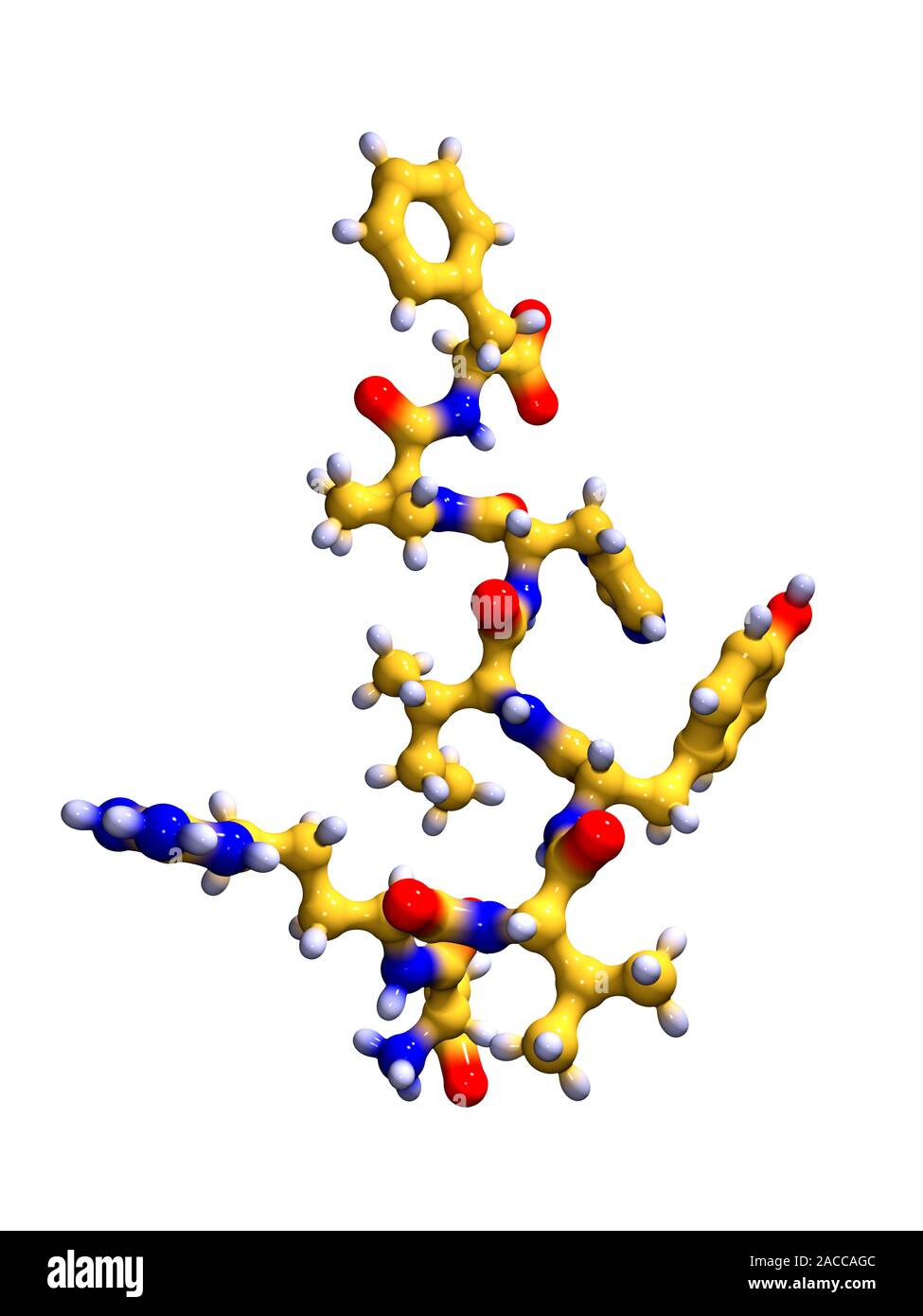 Angiotensin II, molekulare Modell. Angiotensin II ist ein Polypeptid