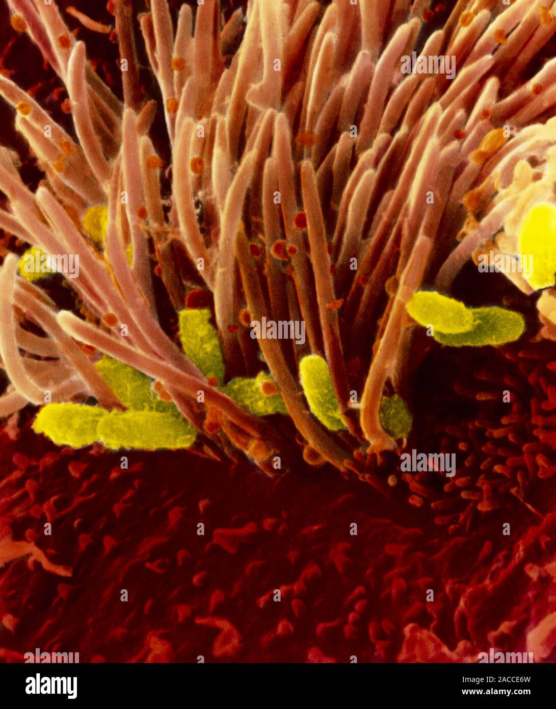 Keuchhusten Bakterien. Farbige rasterelektronenmikroskopische Aufnahme eines Abschnitts der menschlichen trachealen Epithels zeigt die stabförmige Bakterien Bordetella pe Stockfoto