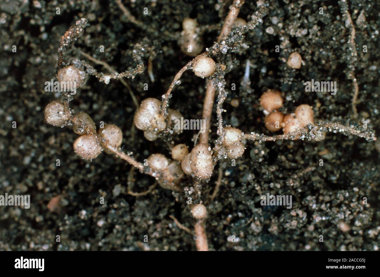 Knötchen von RHIZOBIUM LEGUMINOSARUM, die Stickstoff-fixierenden Bakterien, auf die Wurzeln der Französischen Bohne, Phaseolus vulgaris. Die Bakterien sind auf gefunden Stockfoto