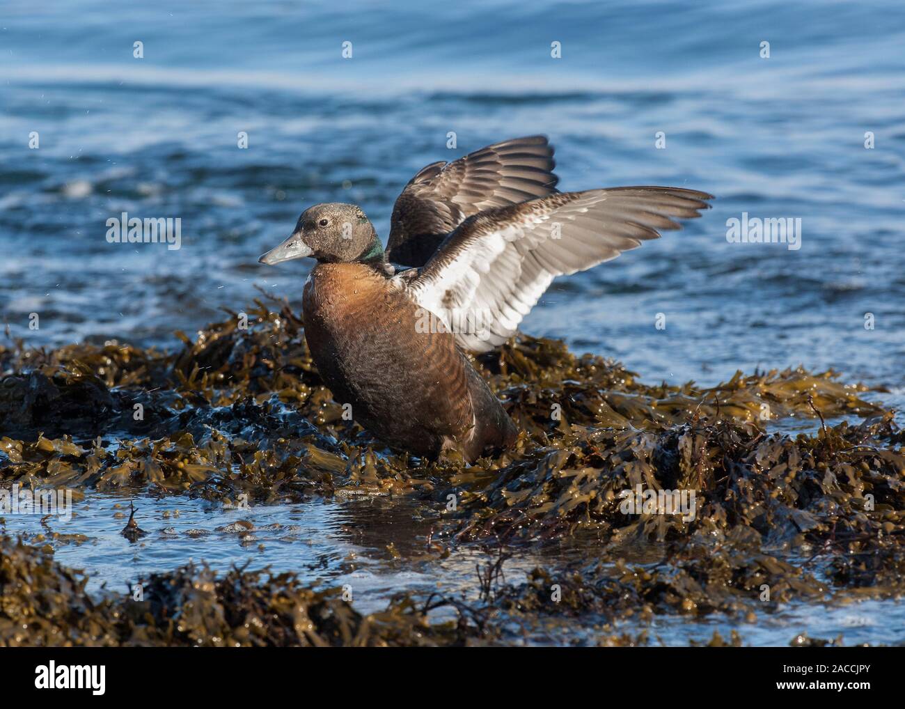 Eider Stellers (Polysticta stelleri), weibliche Flügel flattern, stehend auf Algen bedeckten Felsen, Båtsfjord, Varanger, Das arktische Norwegen, Stockfoto