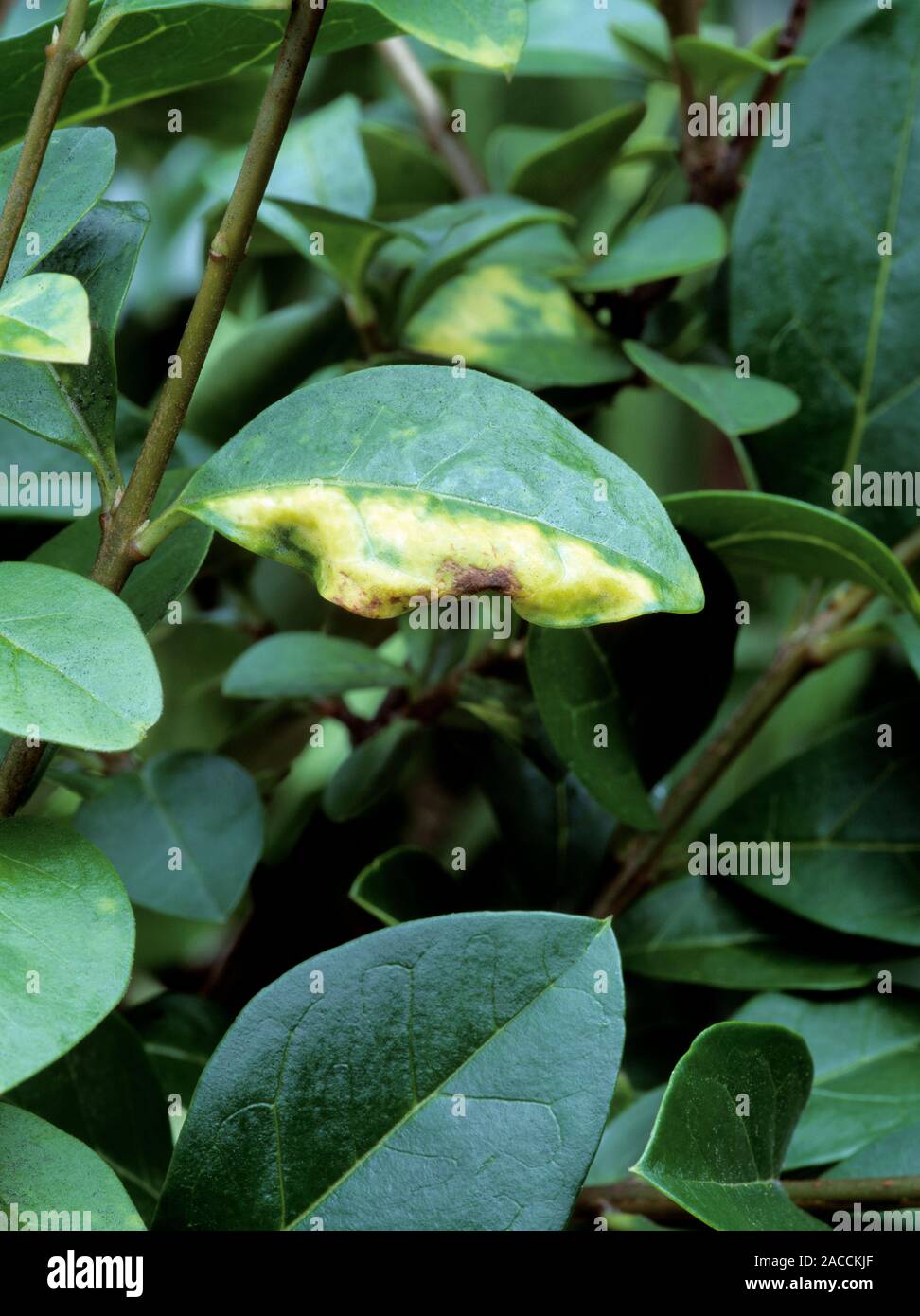 Symptome der Liguster gegen Blattläuse (Myzus ligustri) Befall. Vergilbung und Verzerrung der ...
