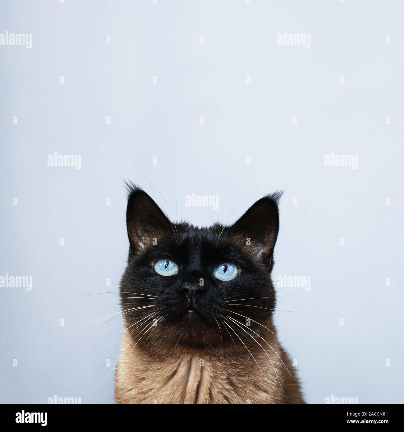 Siamesische Katze mit blauen Augen schauen herauf Speicherplatz zu kopieren. Stockfoto