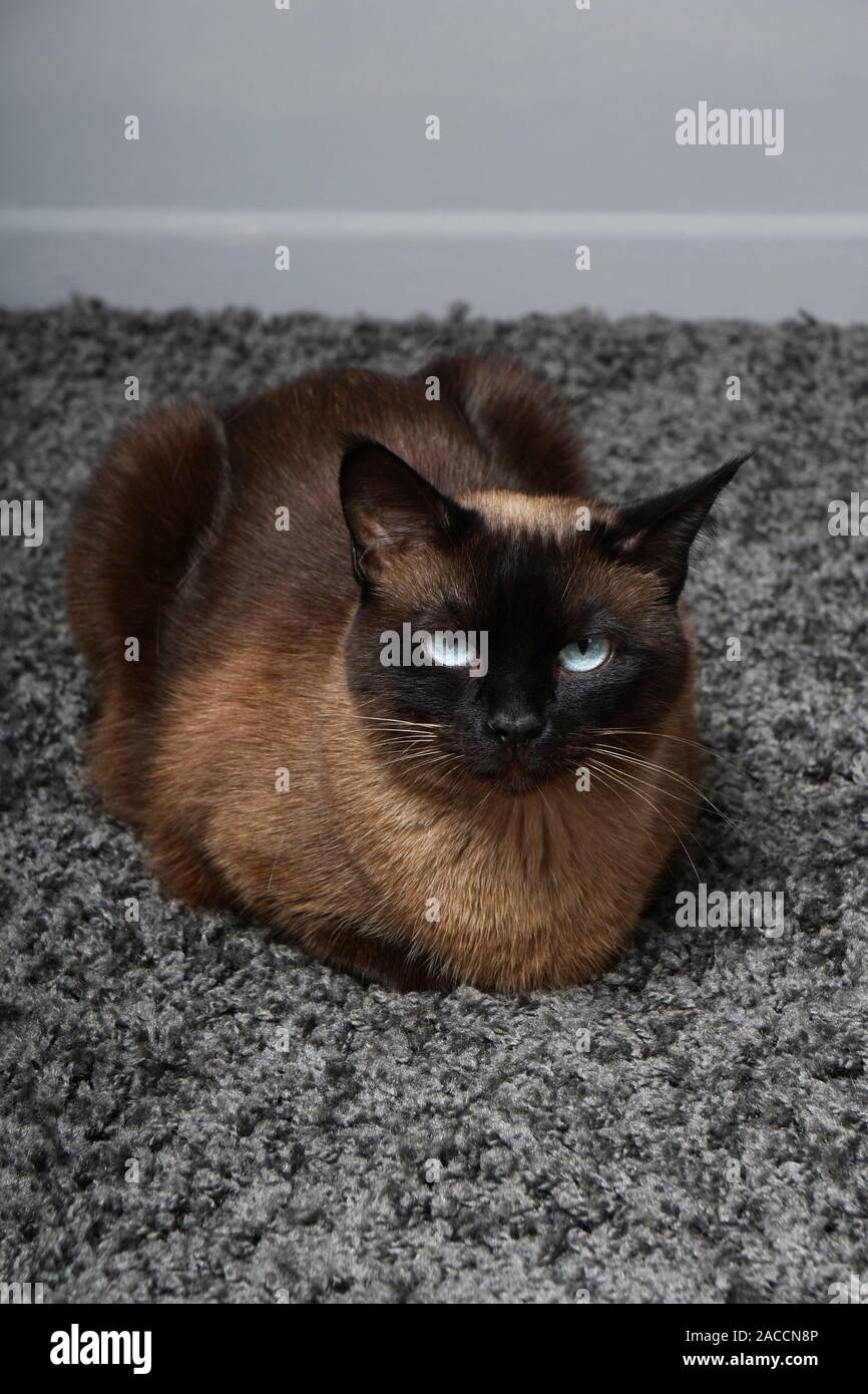 Siamesische Katze auf bequemen Teppich zu Hause ausruhen Stockfoto