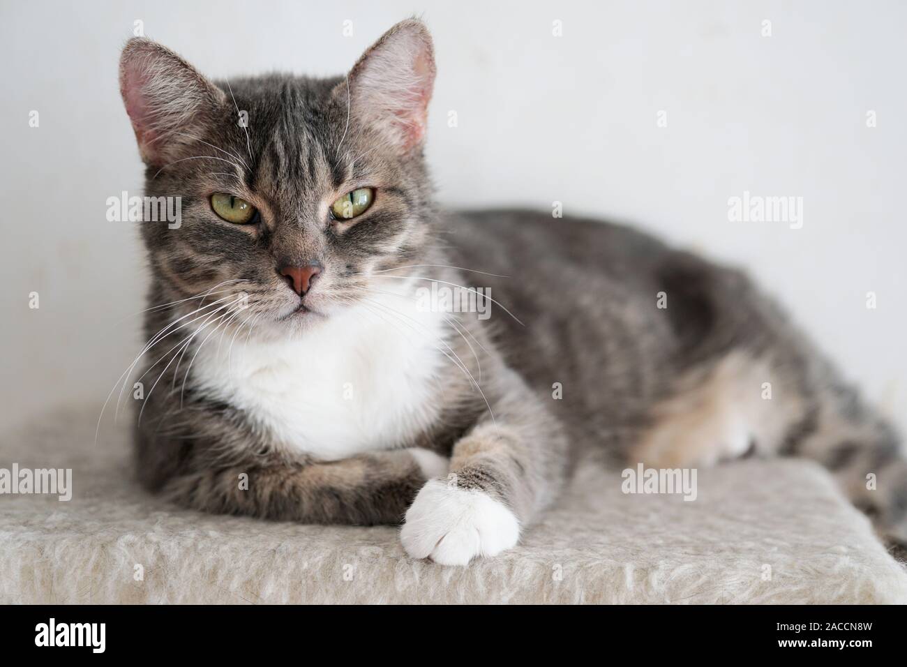 Grau tabby Katze ruht, selektiver Fokus Stockfoto