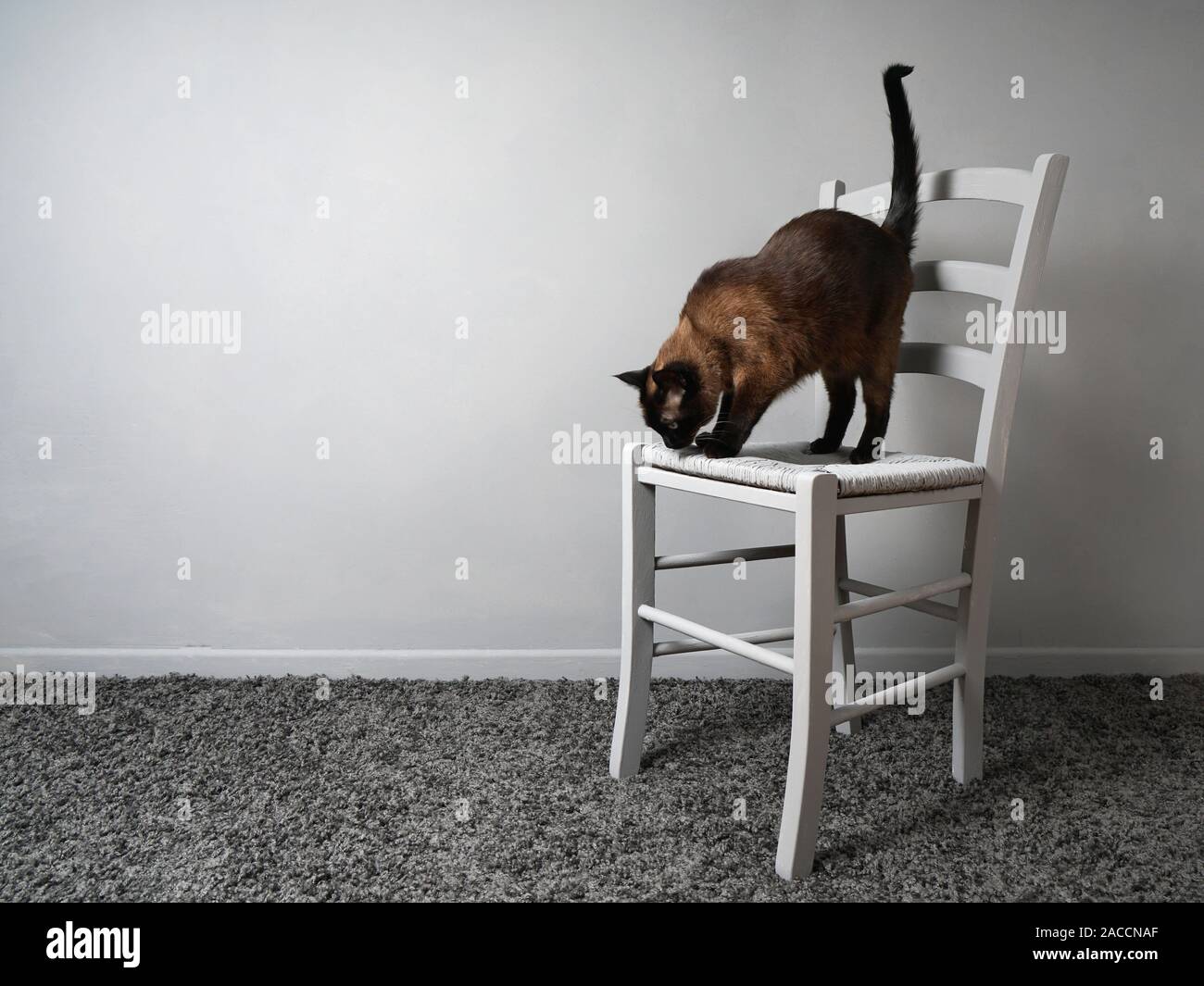 Katze mit Höhenangst auf Stuhl unten angstvolle Blick, Vertigo Konzept, Hintergrund Wand mit Kopie Raum Stockfoto