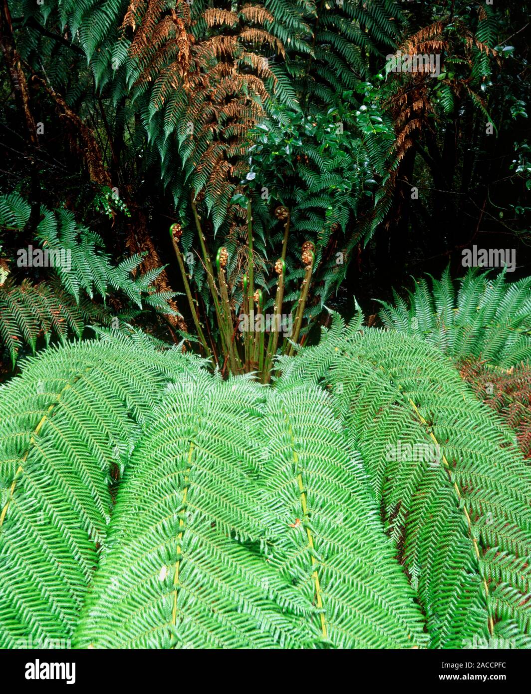 areca-palme kunstpflanzen Künstliche Areca-Palme 180 cm | Große Kunstpalme main image 0