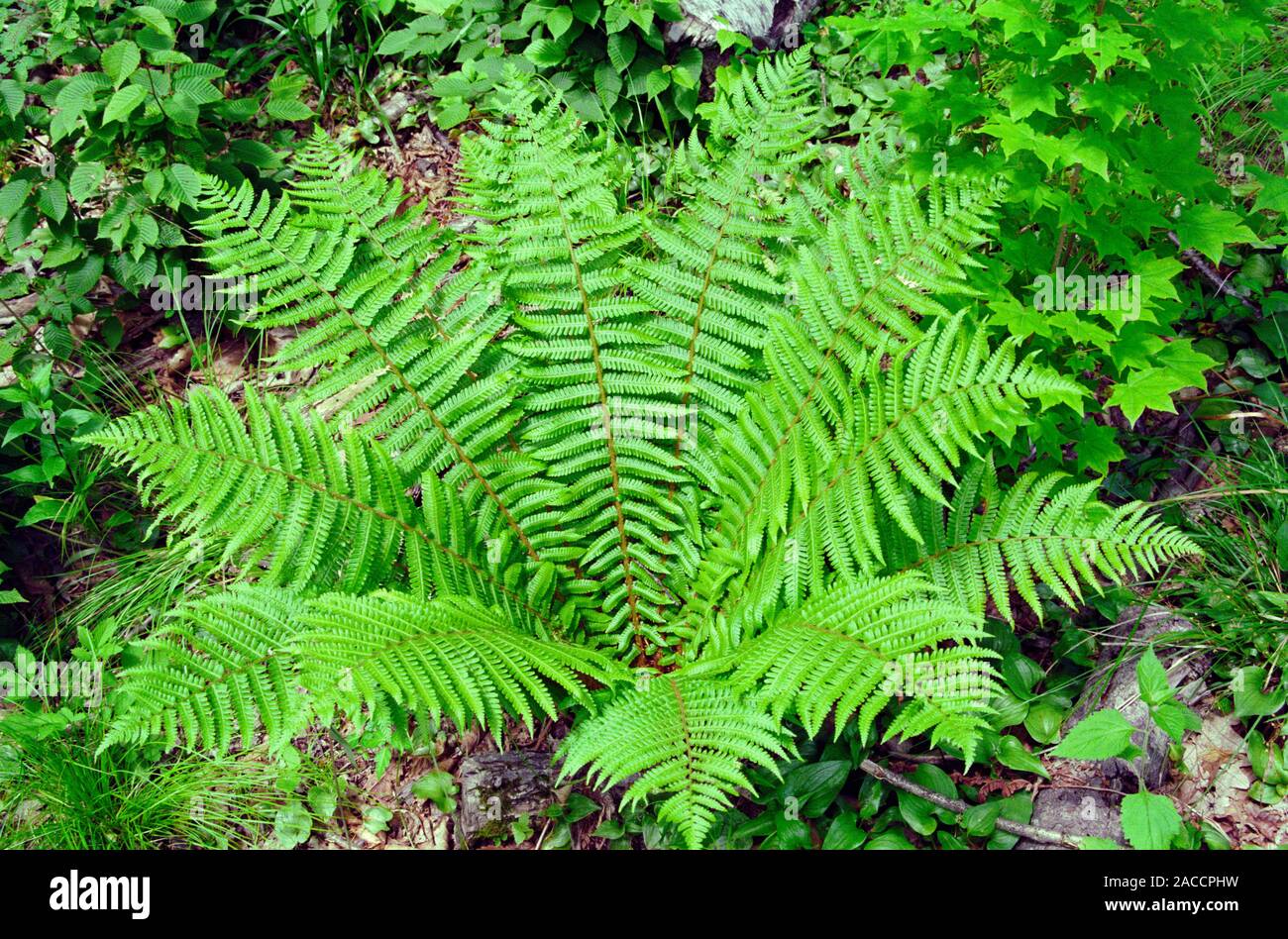 Schild Farne (Dryopteris crassirhisoma). Farne sind primitive Pflanzen