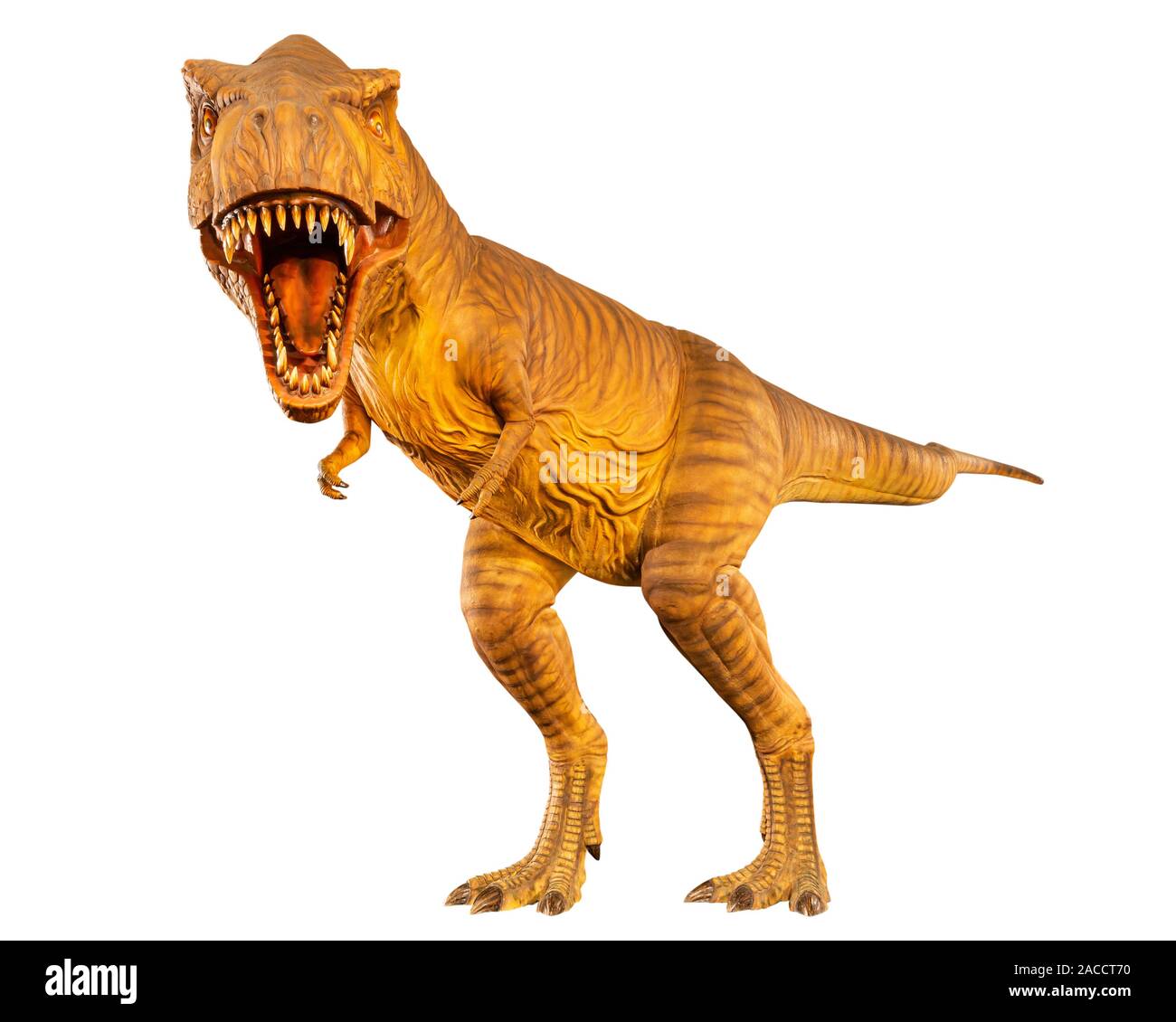 Tyrannosaurus rex (T-Rex) ist Walking und offenen Mund. Vorderansicht. Weiß isoliert Hintergrund. Dinosaurier in Jurassic peroid. Embedded Beschneidungspfade Stockfoto