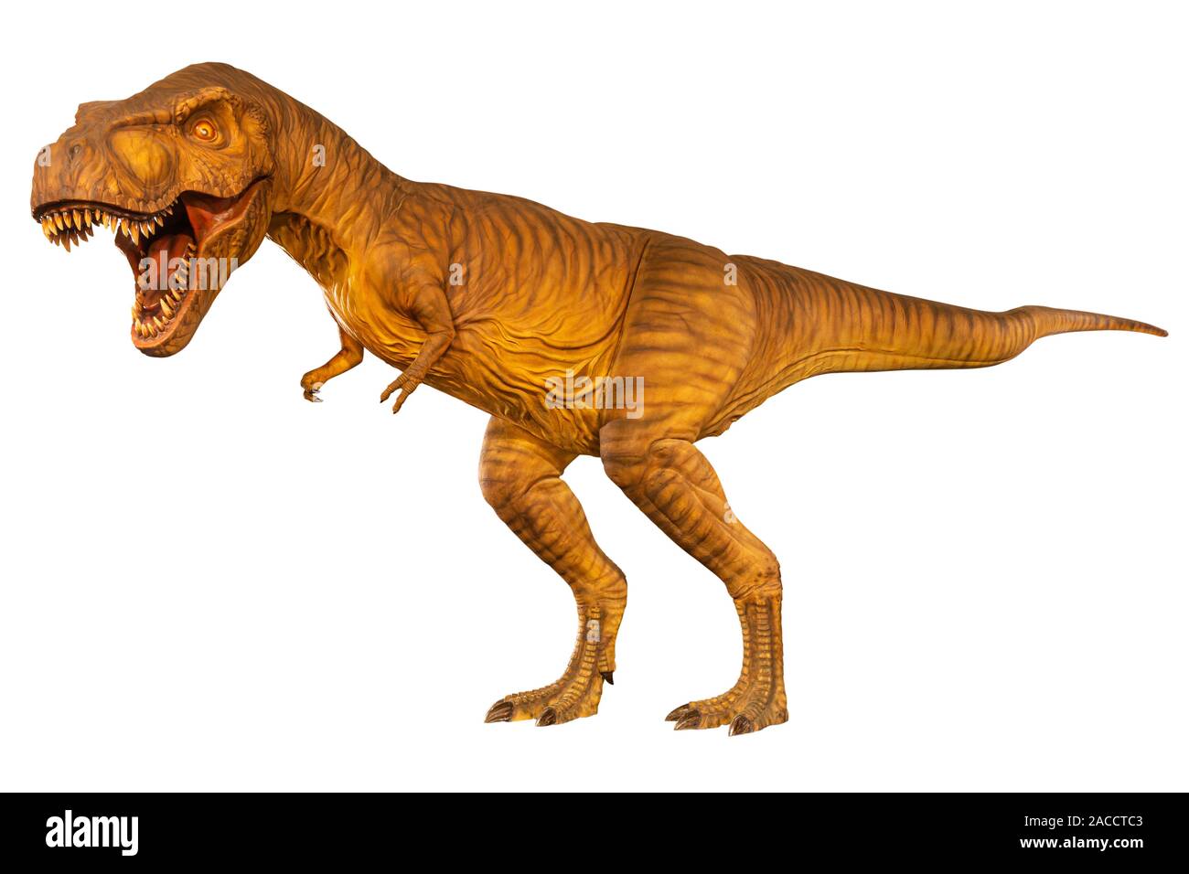 Tyrannosaurus rex (T-Rex) ist Walking und offenen Mund. Von der Seite. Weiß isoliert Hintergrund. Dinosaurier in Jurassic peroid. Embedded Beschneidungspfade Stockfoto
