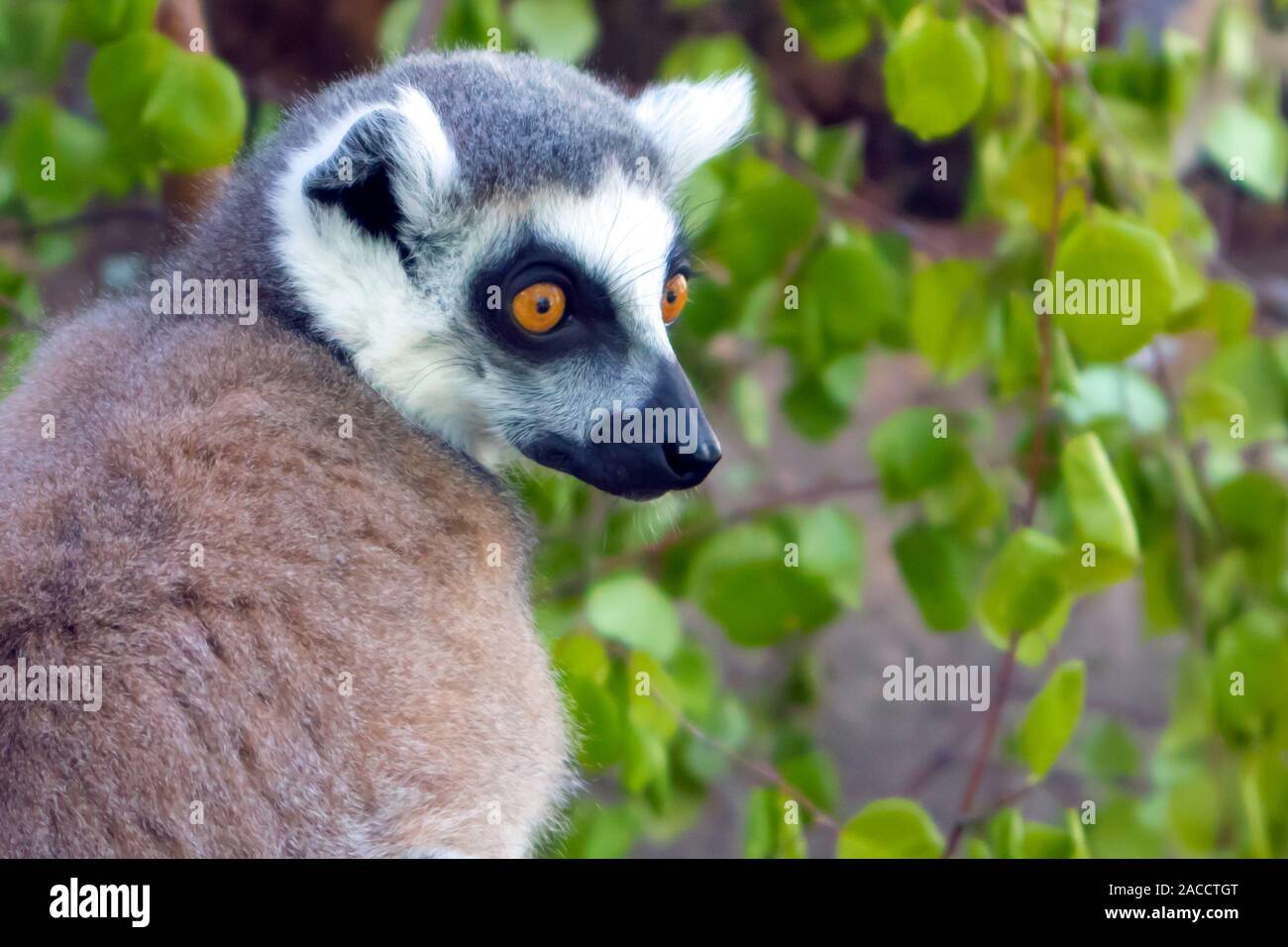 Ring tailed Lemur catta sitzen in einem Käfig an der Zoologische Garten Stockfoto
