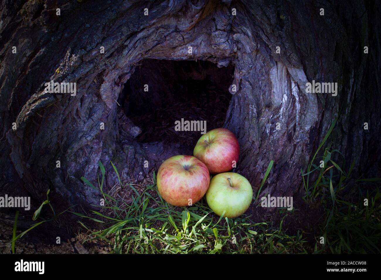 Drei reife Äpfel in einer dunklen Höhle ein großer Baumstamm liegend Stockfoto