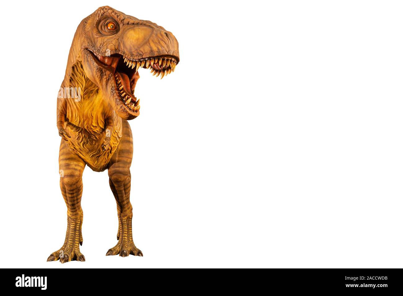 Tyrannosaurus rex (T-Rex) ist zu Fuß oder mit offenen Mund und kopieren Sie Platz auf der rechten Seite. Vorderansicht. Weiß isoliert Hintergrund. Dinosaurier in Jurassic pro Stockfoto