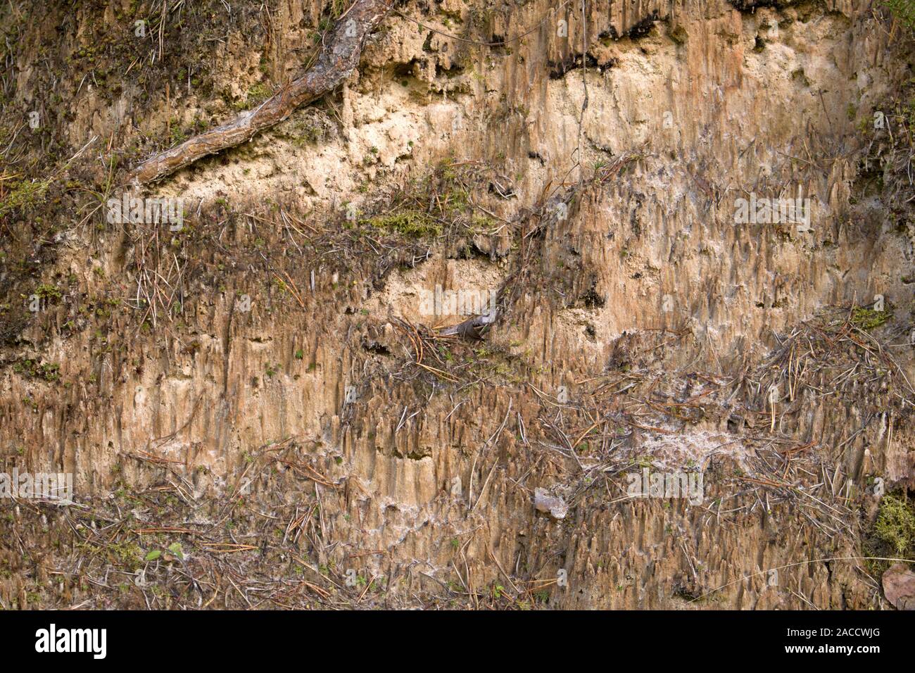 Querschnitt des sandigen Boden, Relief vertikalen Schnitt Nahaufnahme, strukturierten Hintergrund Bild Stockfoto