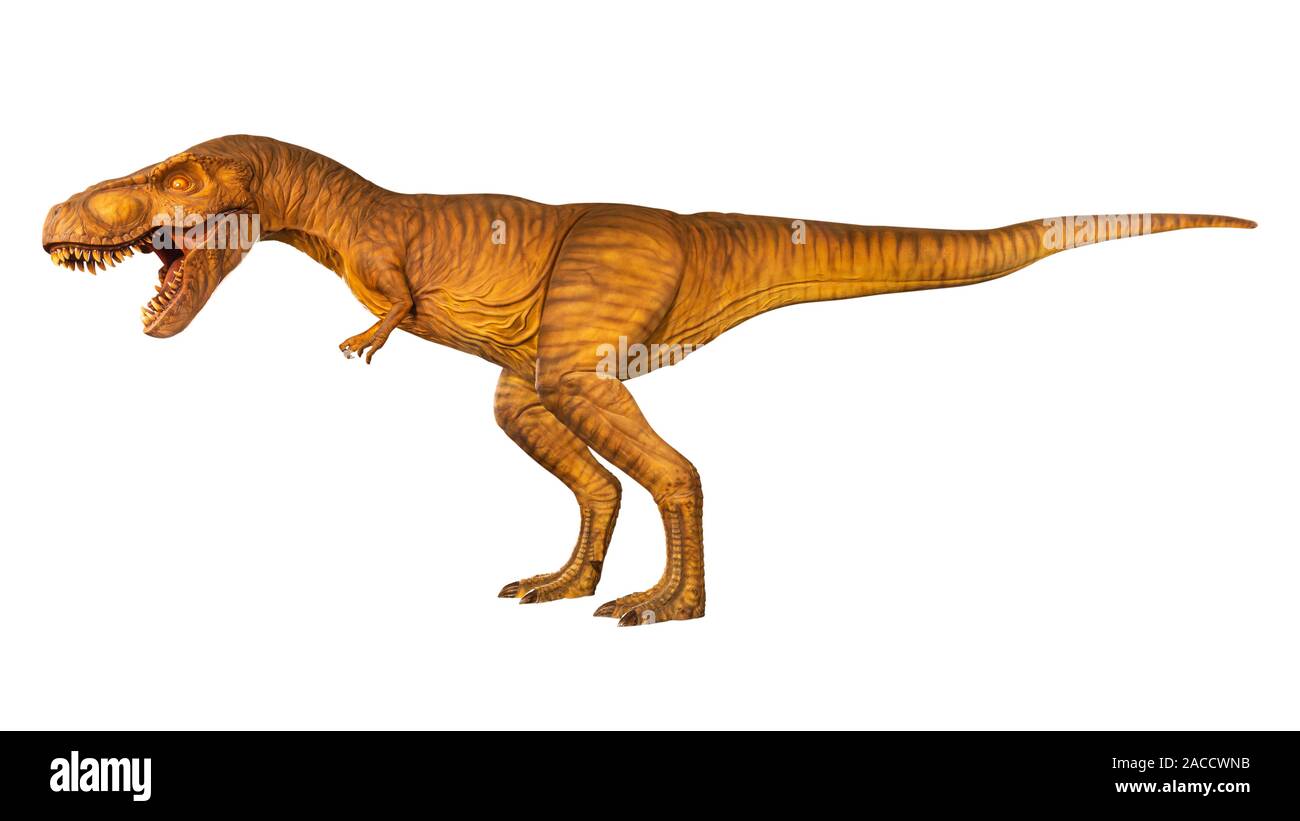 Tyrannosaurus rex ist Wandern und offenen Mund. Von der Seite. Weiß isoliert Hintergrund. Dinosaurier in Jurassic peroid. Stockfoto