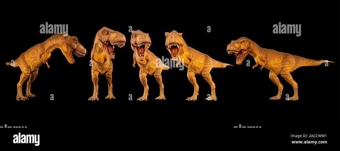 Tyrannosaurus rex (T-Rex) ist Walking und Knurren. Satz von verschiedenen Dinosaurier Körperhaltung. Schwarz isoliert Hintergrund. Stockfoto