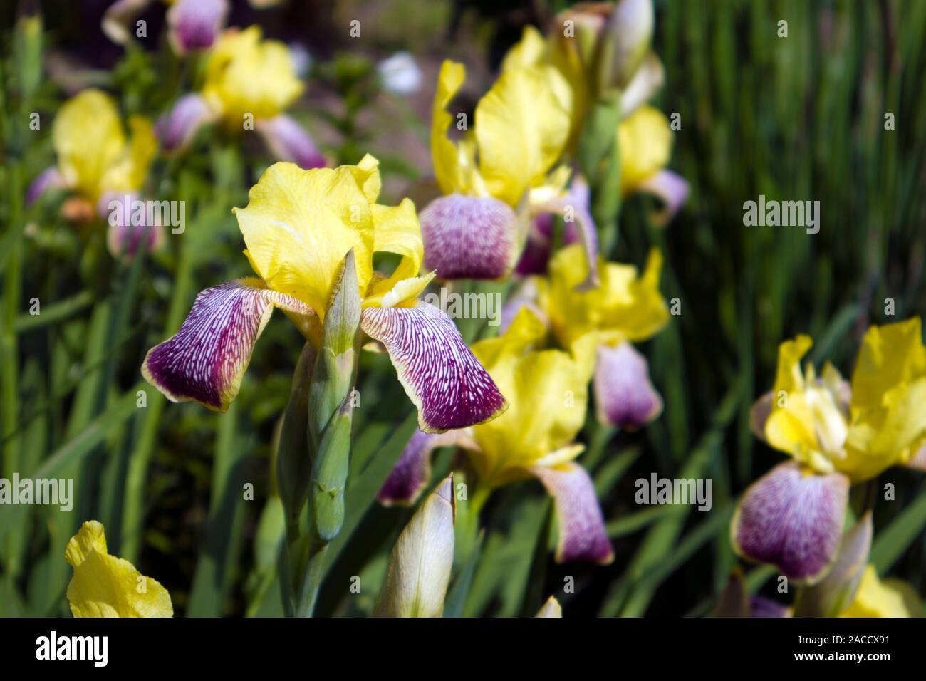 Schöne Bush der wachsenden iris Blüten mit gelb und violett motley Blütenblätter auf einer Frühlingswiese Stockfoto