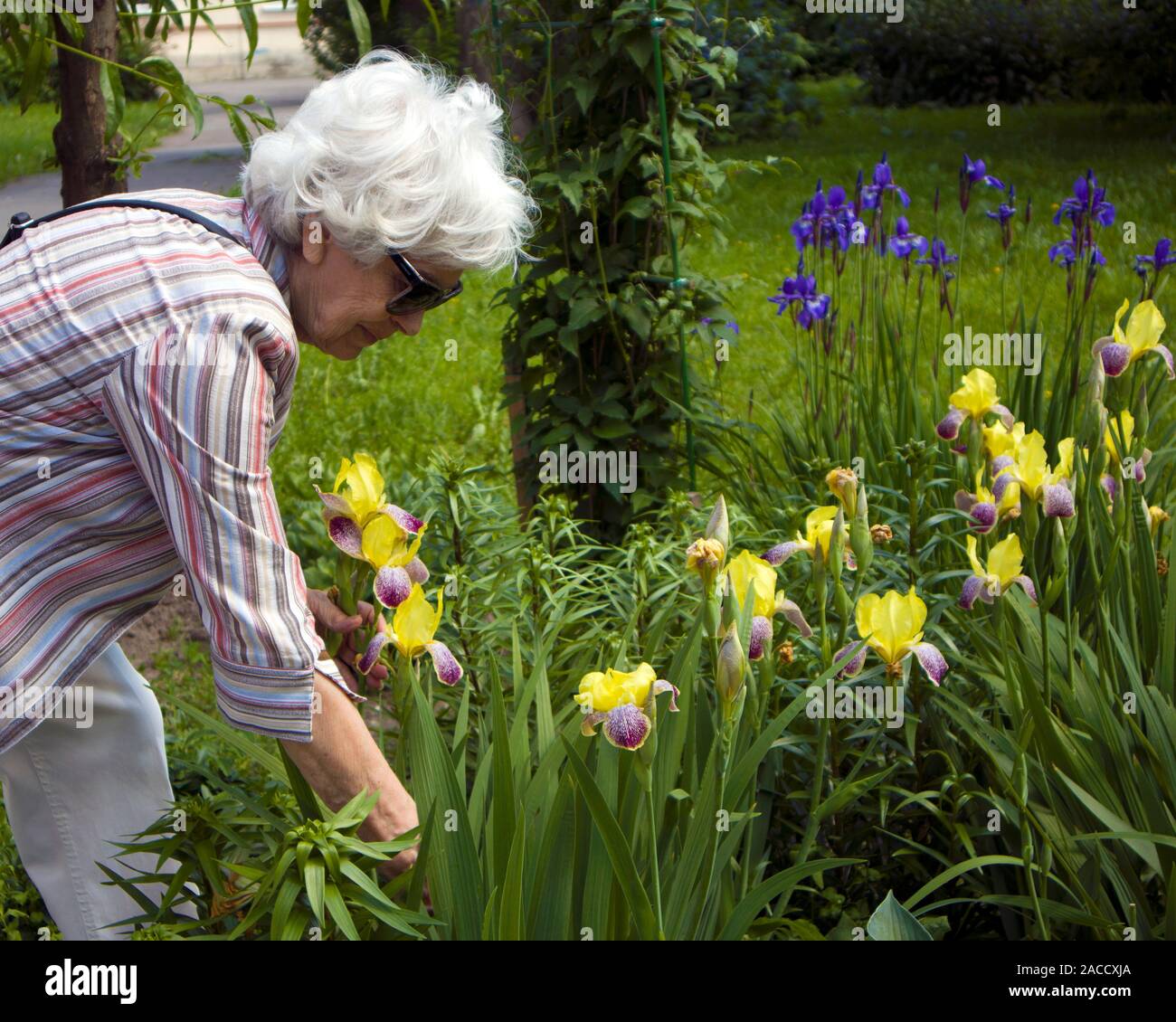 Ältere schöne grauhaarige Frau mit schlechtem Sehvermögen kümmert sich um Iris Blumen in Ihrem Garten Stockfoto
