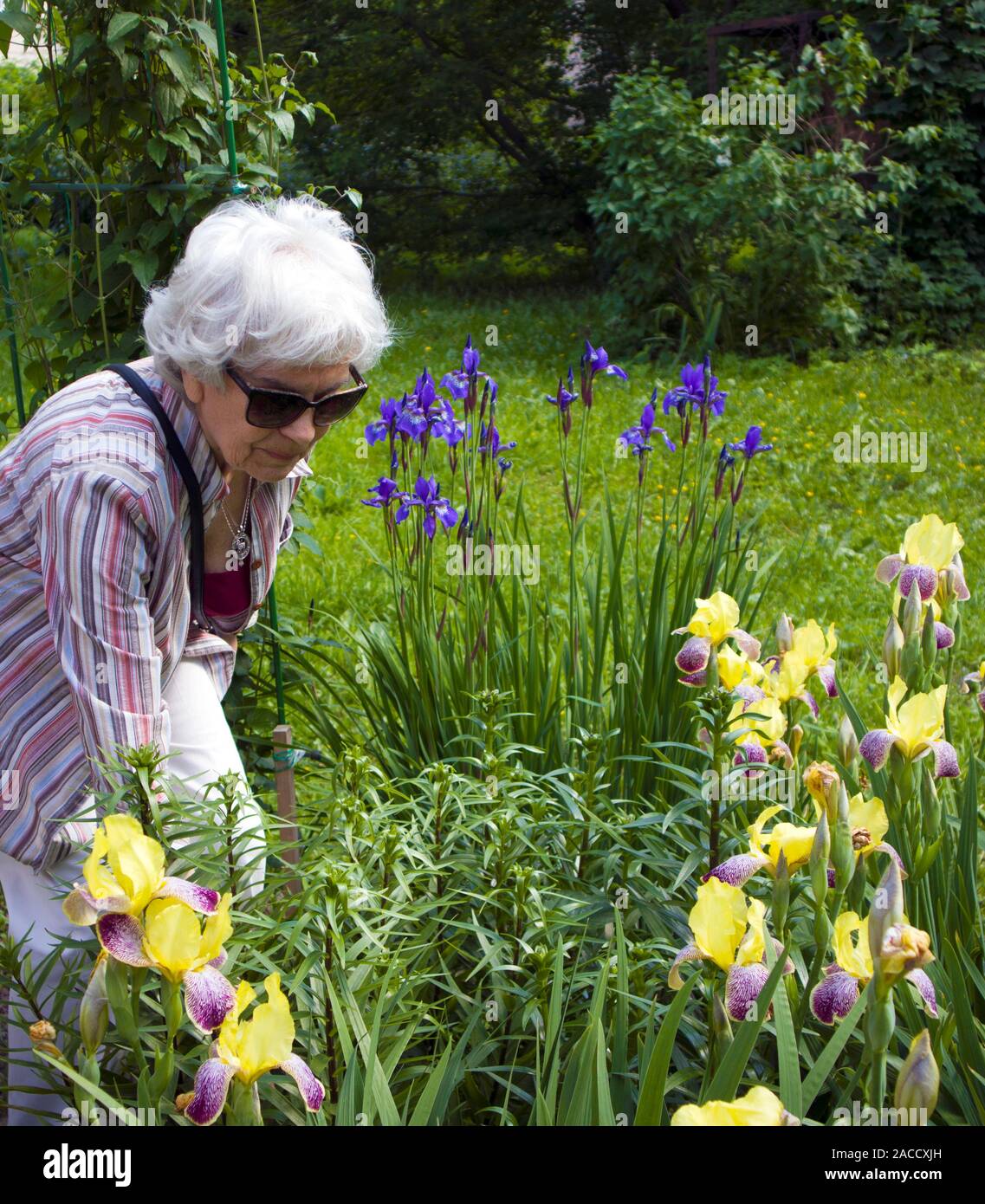 Ältere schöne grauhaarige Frau mit schlechtem Sehvermögen kümmert sich um Iris Blumen in Ihrem Garten Stockfoto