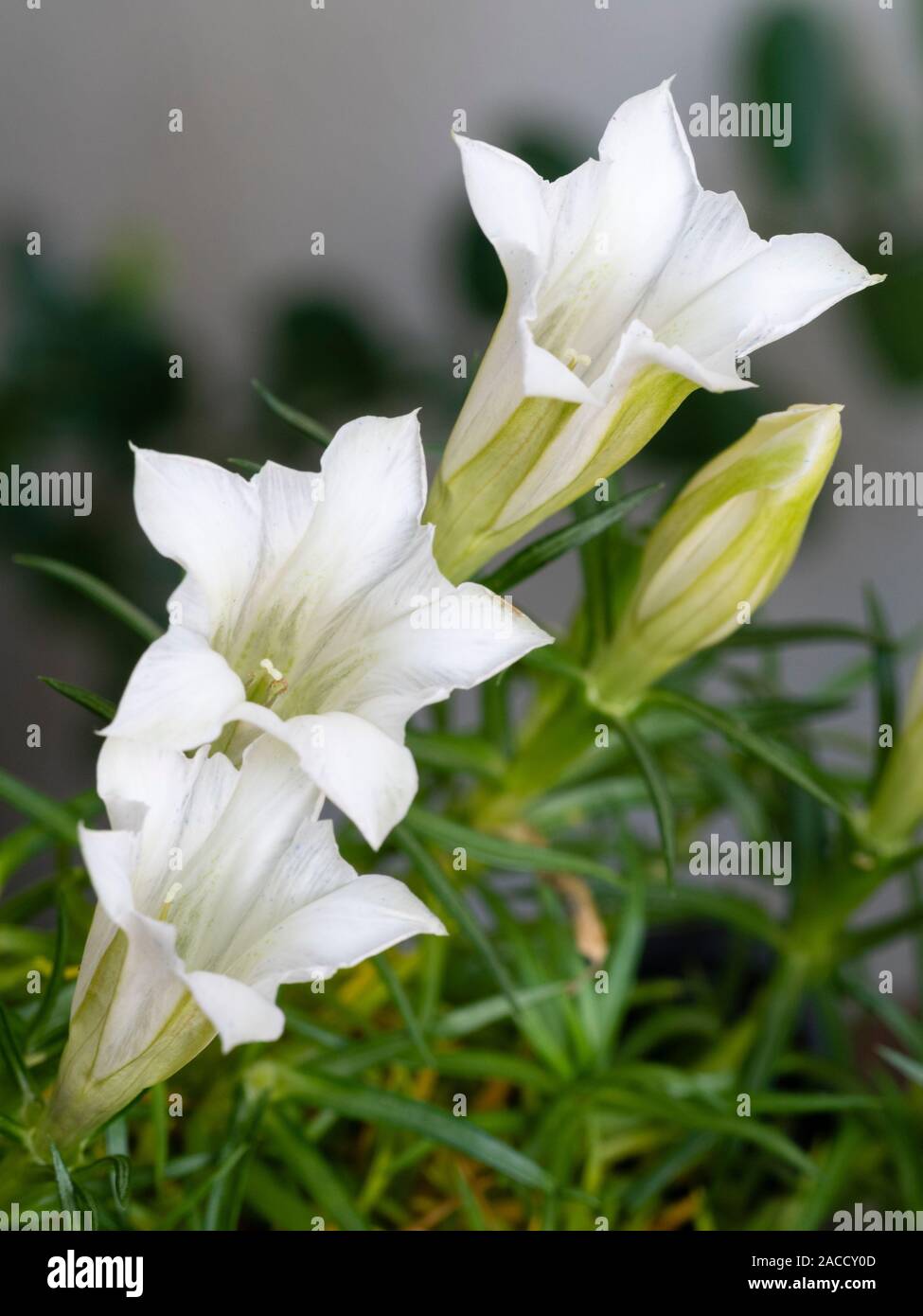 Weiß, geformte Blüten im Herbst blühende alpine farden Anlage Trompete, Gentiana sino-Ornata erenity' Stockfoto