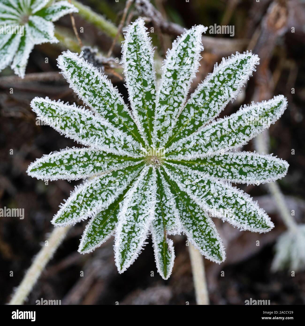 Eiskristalle, die die symmetrische frosted Blatt der Campanula 'Sunrise' zu Beginn des Winters Stockfoto