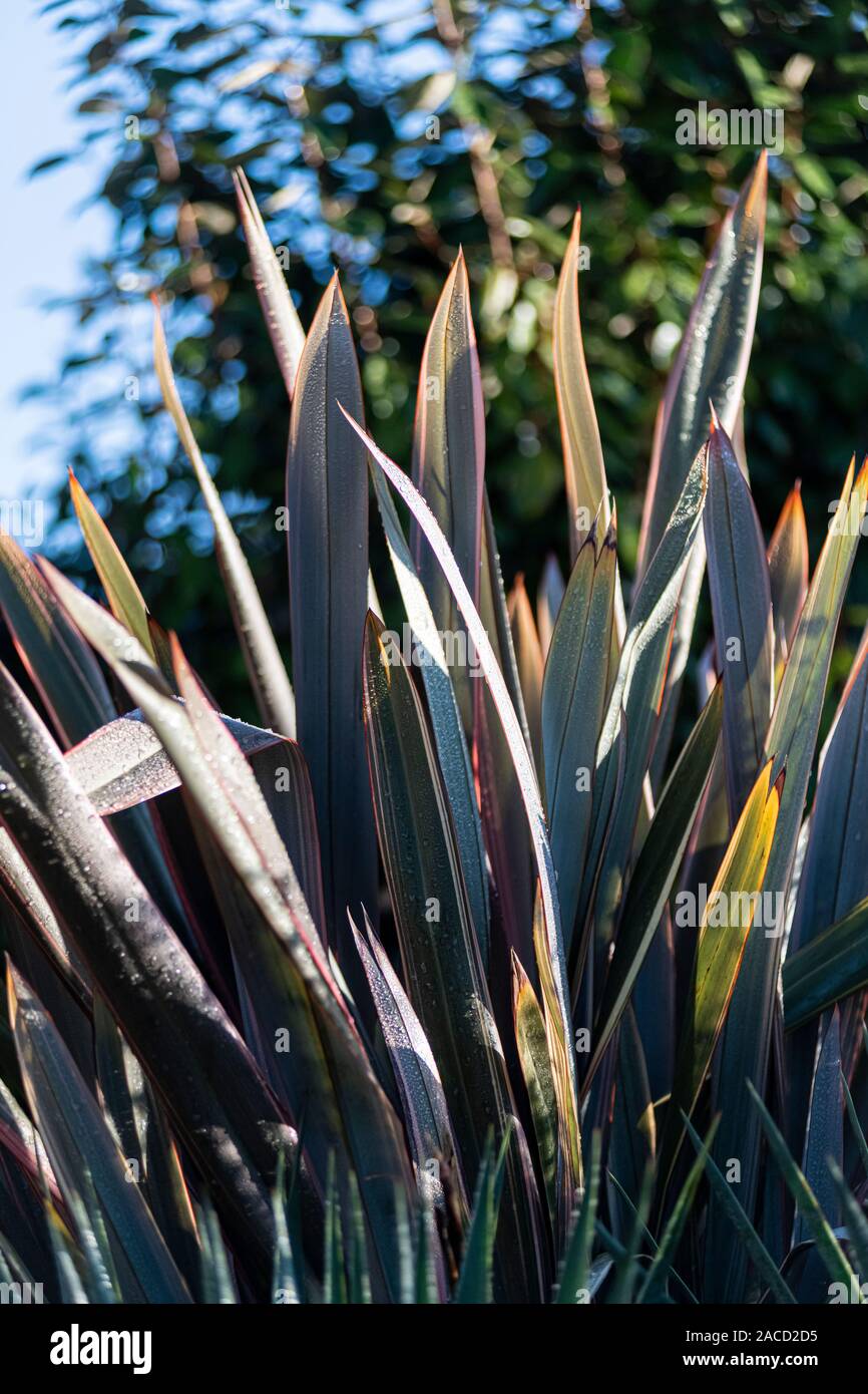 Winter Sonnenlicht an einem phormium Anlage. Stockfoto
