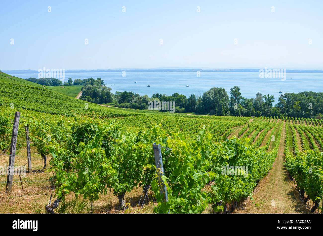 Grüner Weinberg am Hang über dem Neuenburger See in der Schweiz. An einem sonnigen Sommertag fotografiert. Swiss Wine Region. Weinbau in der Schweiz. Stockfoto