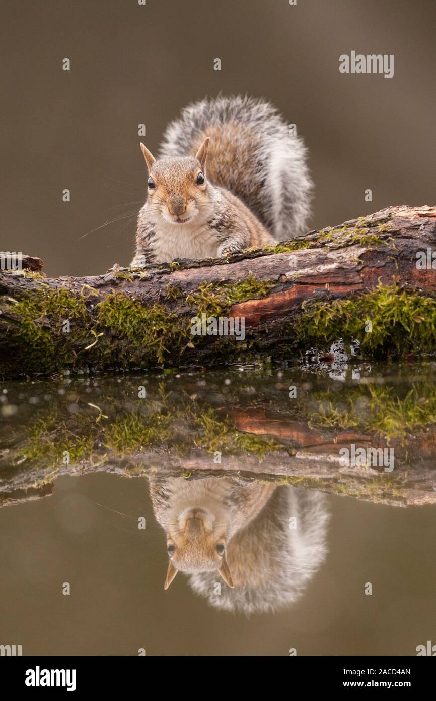 Rotes Eichhörnchen (Sciurus vulgaris), das sich im Wasser spiegelt, Cairngorms National Park, Schottland, britische Tierwelt Stockfoto